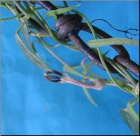 Ceropegia lenearis ssp lenearis 